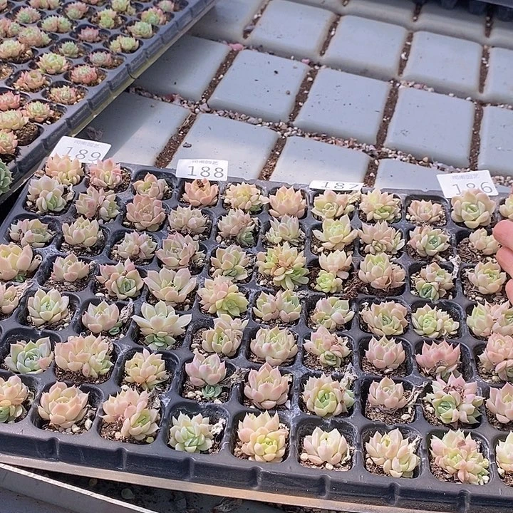 186-189 多肉植物盆栽花卉