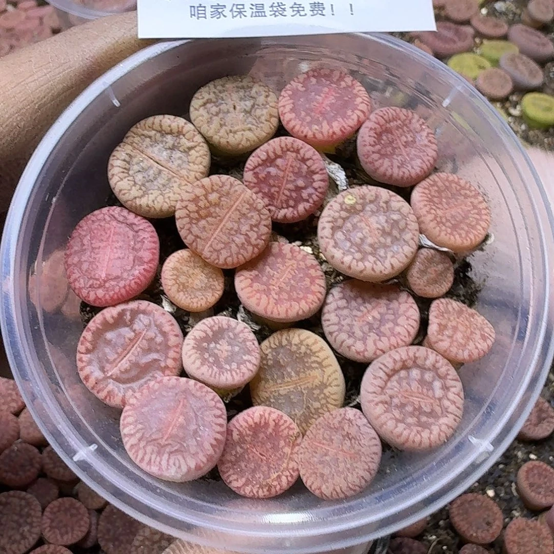 1544 哈哈哈哈哈哈哈哈哈