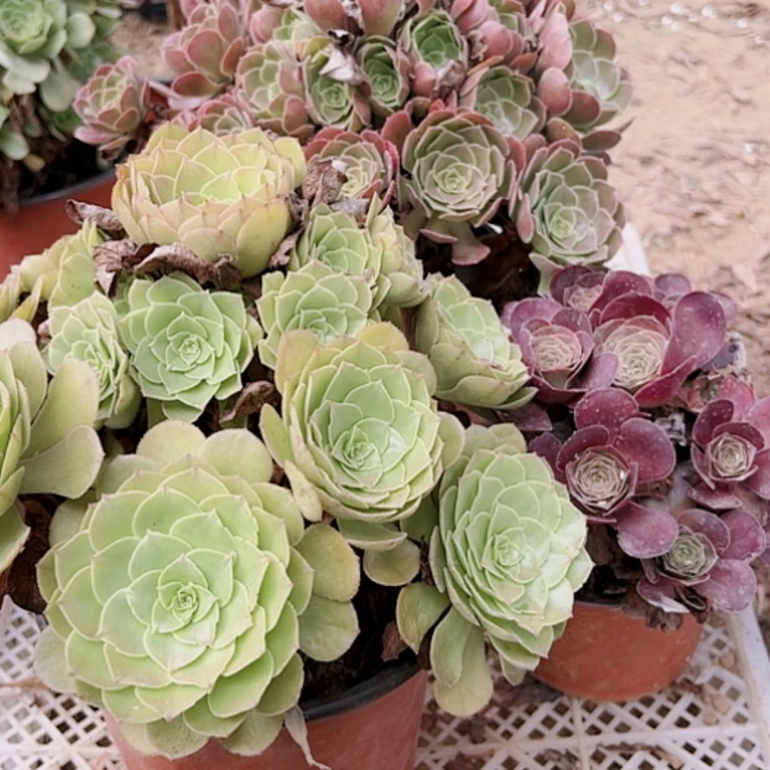 【闪购商品】无花朵探**河42号套餐3颗