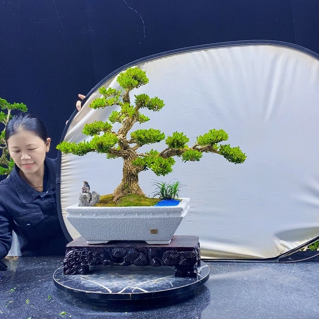 无花朵黄杨盆景造型