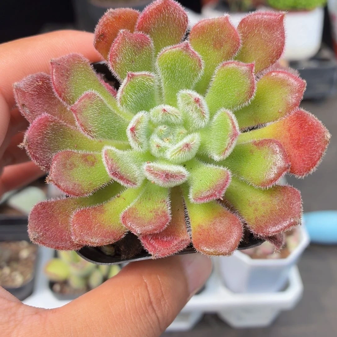 锦司晃多肉9.9包邮发货