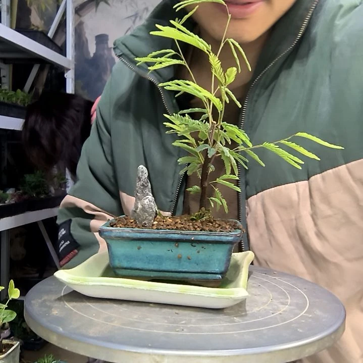 一***曲中青园艺一物一拍89