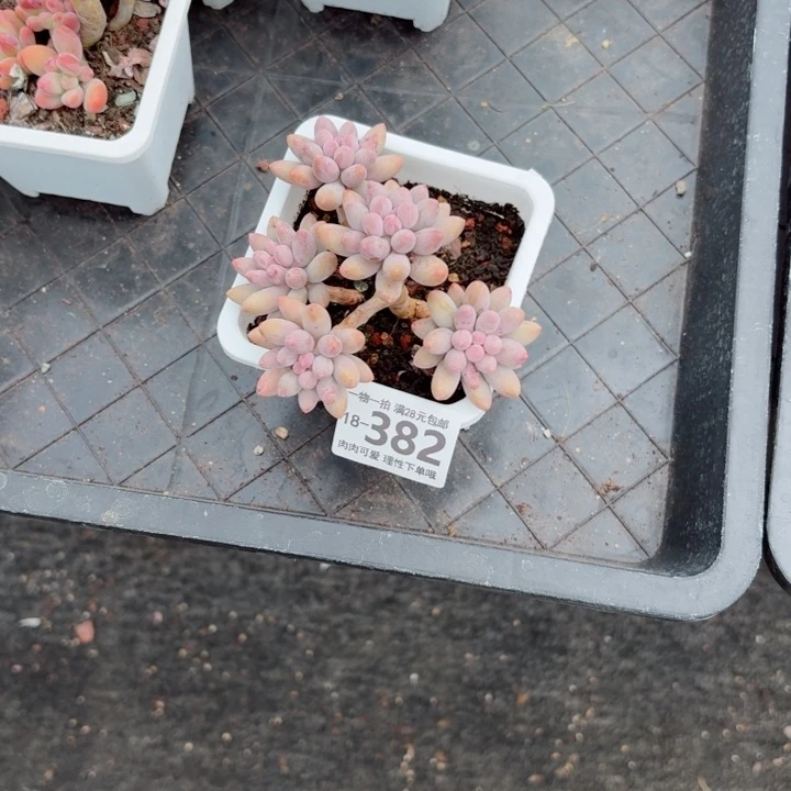 婴儿手指无盆土发货多肉多肉