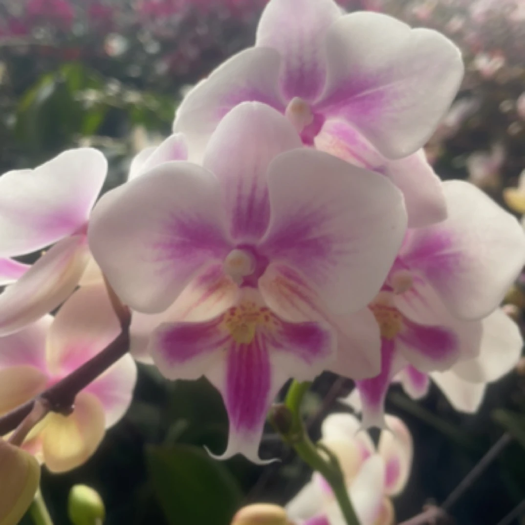 渟叙【阿雅】3.0寸 带花带花苞