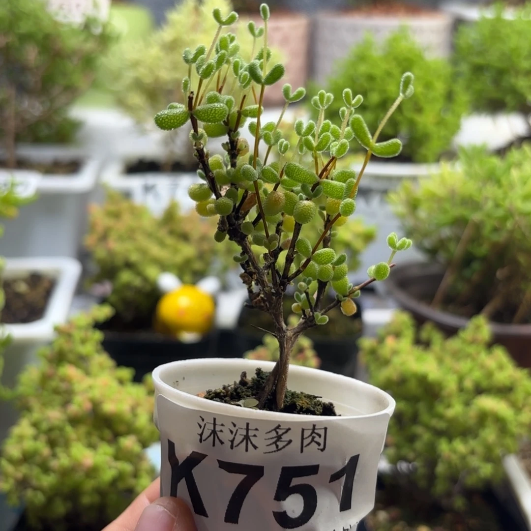 751翡翠枝干番杏福路