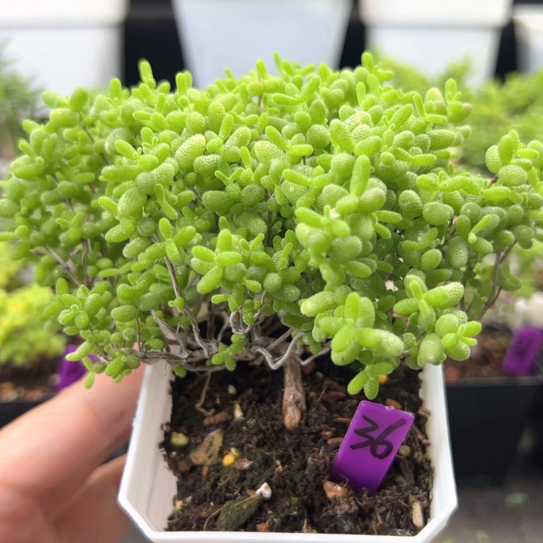 36号蜜橘悬崖桩一物一拍
