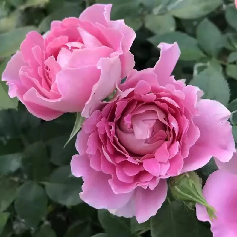 粉色像菊花的月季 梦幻褶边(梦幻波浪 梦幻褶裙)花式蛋糕月季扦插