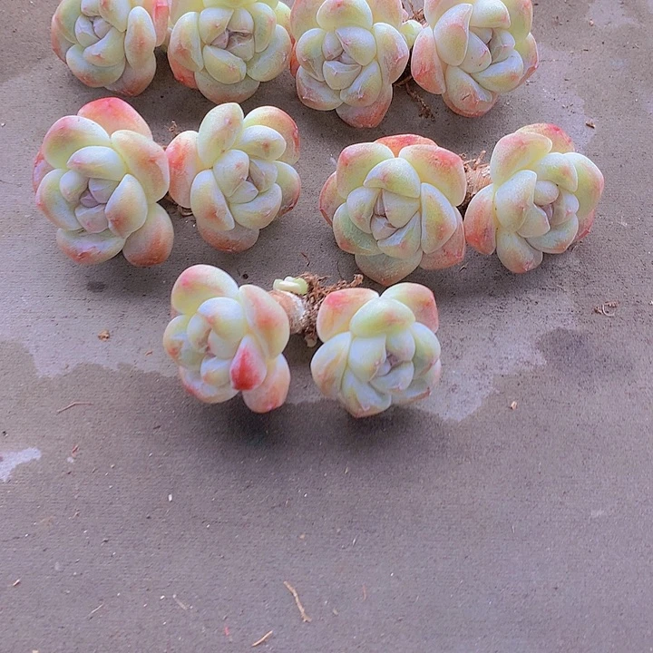 *****一物一拍，福利短圆肥双头粗腿冰玉5颗