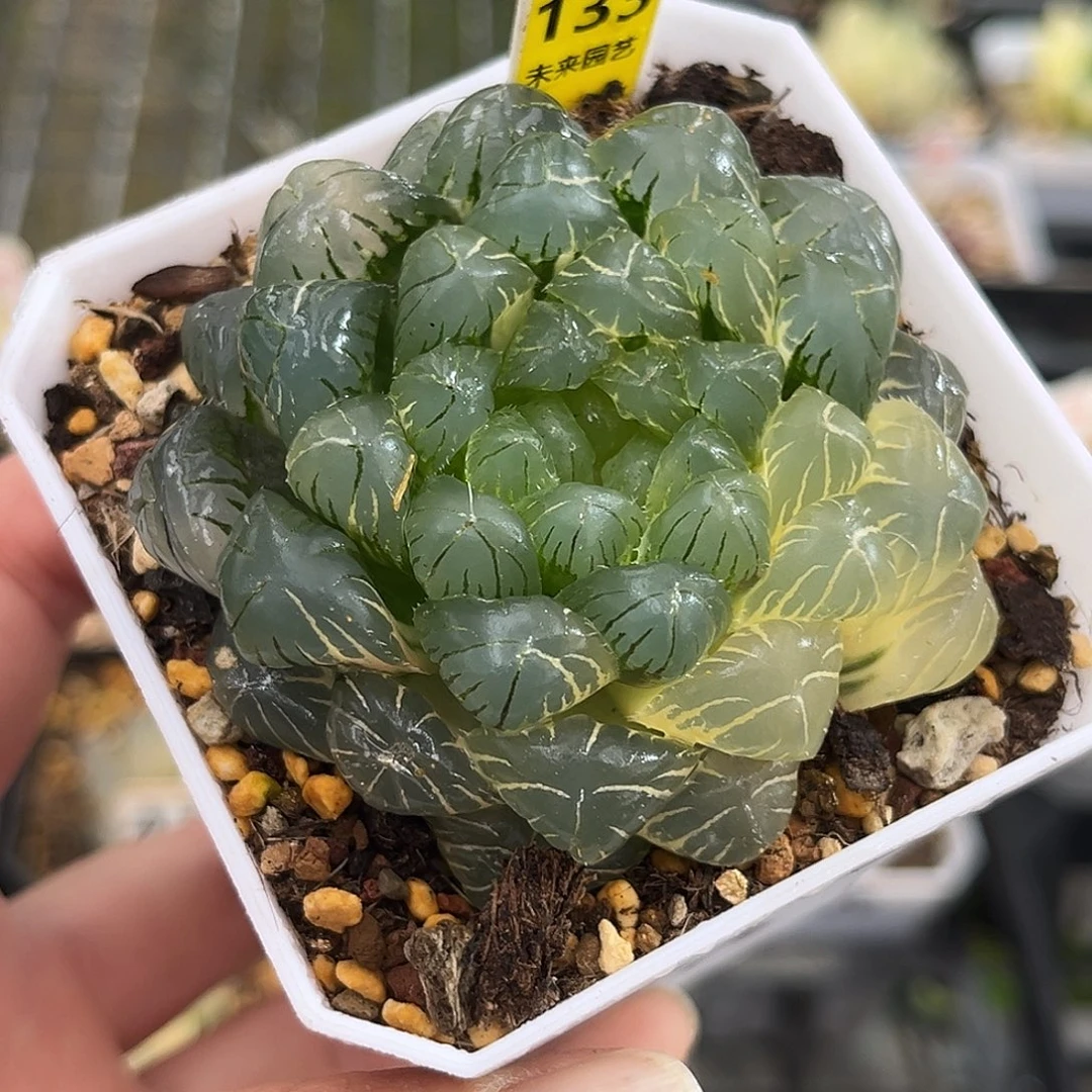 133湖水玉露锦福利