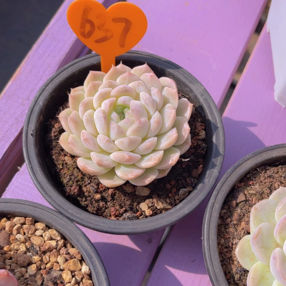 章****柳637号多肉植物