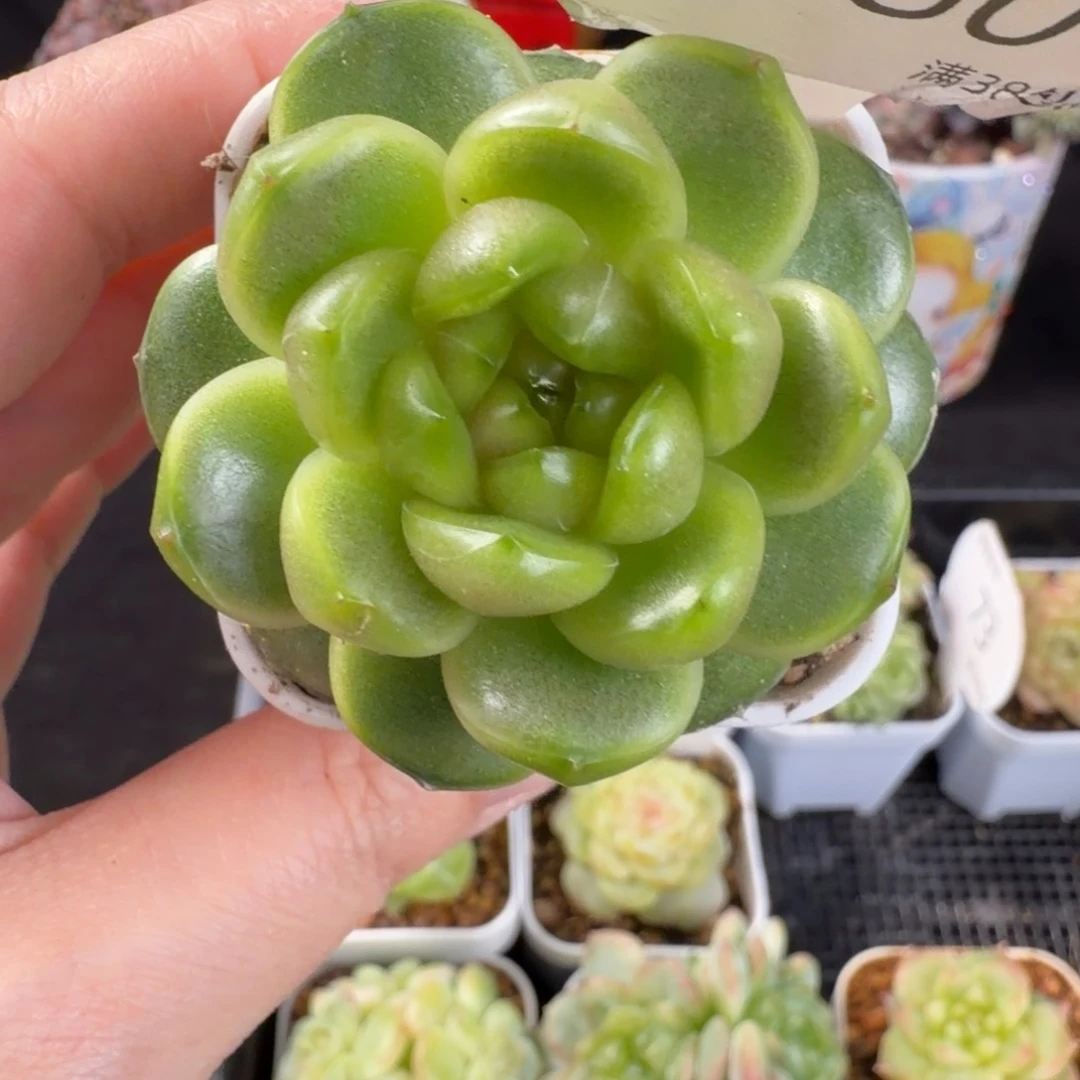 莱拉珍妮单头80号