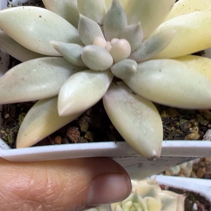 红蜻蜓锦多肉植物499