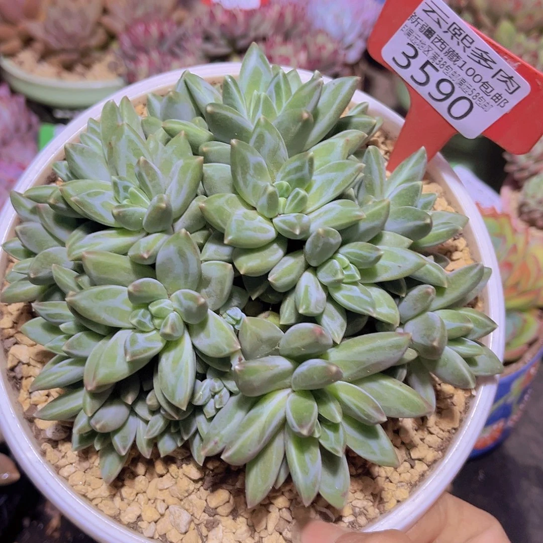 3590彩翼美人多肉植物