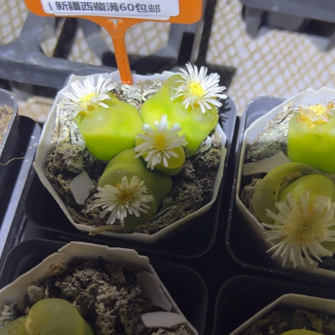 半***y938 一物一拍，默认有伤，介意勿拍，不退不换