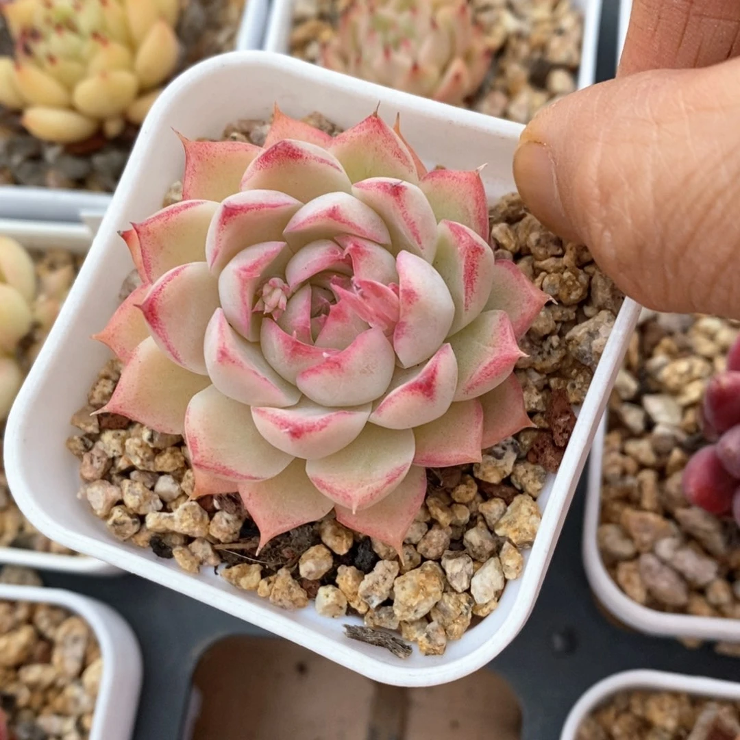 精品多肉一物一拍不包整29