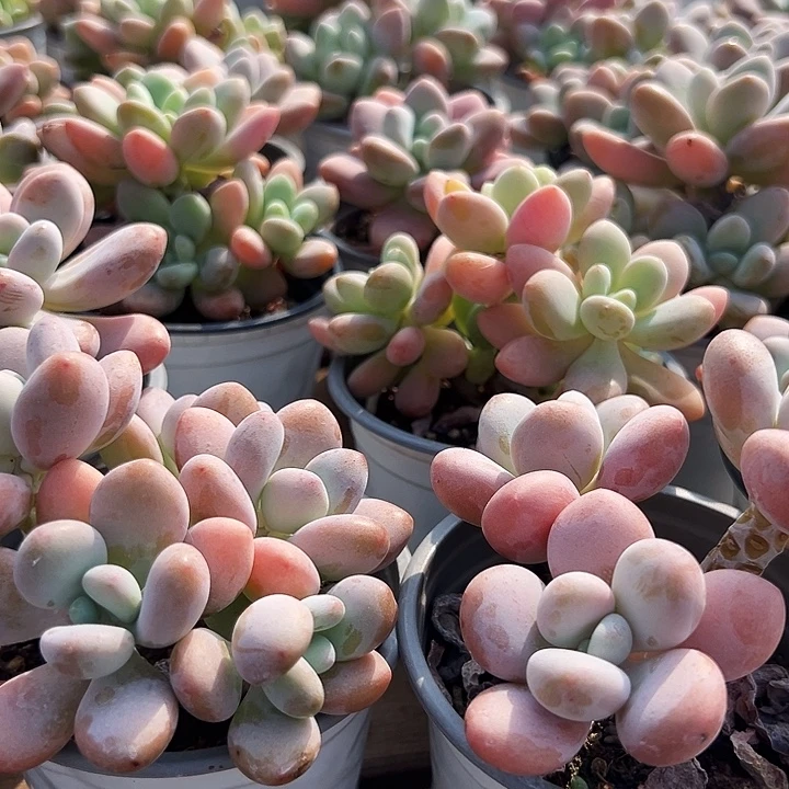 红洛神        福利多多