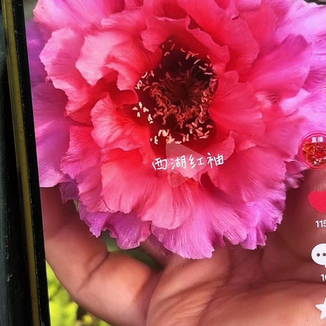 红袖彩侧牙20包邮仙人球10