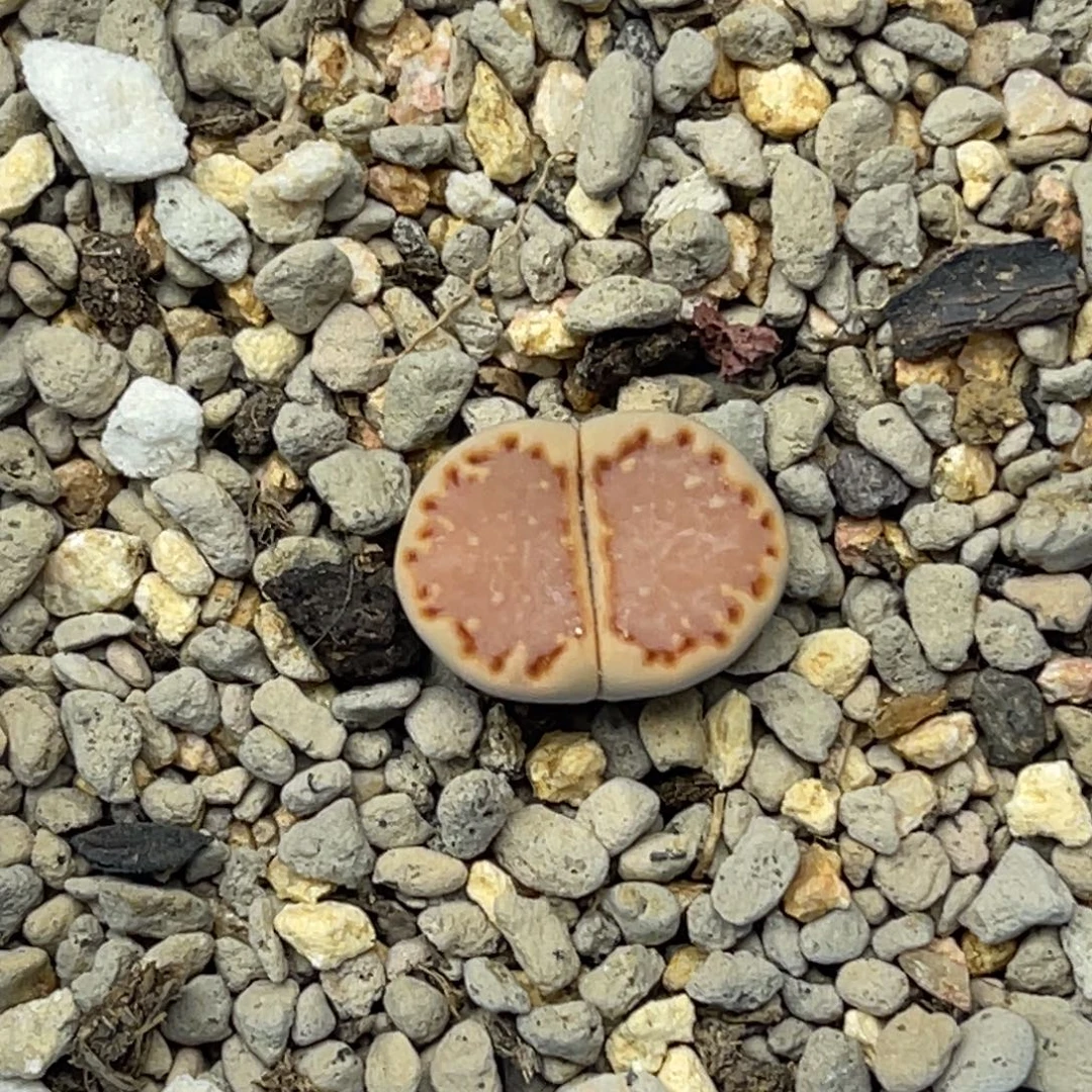 4764粉饼干一颗。