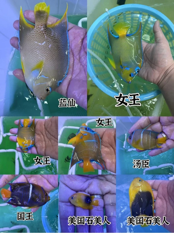 海水鱼美线仙合集女王蓝仙汤臣国王美石15包装运费到付南京发货