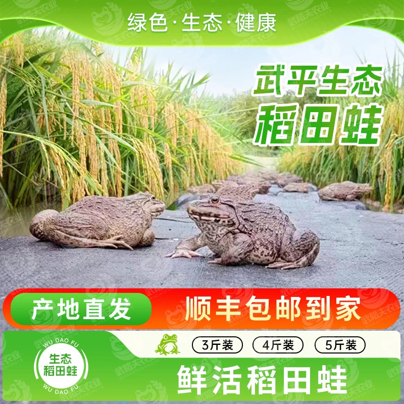 【两年活蛙】稻田蛙仿野可食用田鸡现抓现发鲜甜美味营养丰富3/5斤