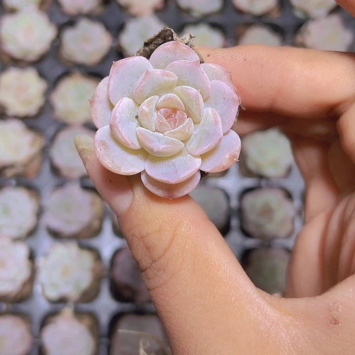 22精品冰心2颗一组