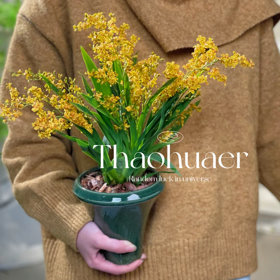 黄金文心兰梦香兰 冬季耐寒植物 好养浓香开花盆栽 年宵花