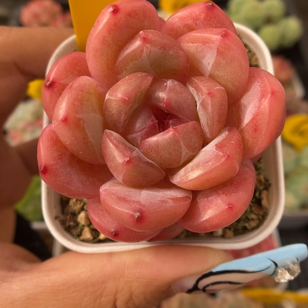 爱丽丝珍妮610号。