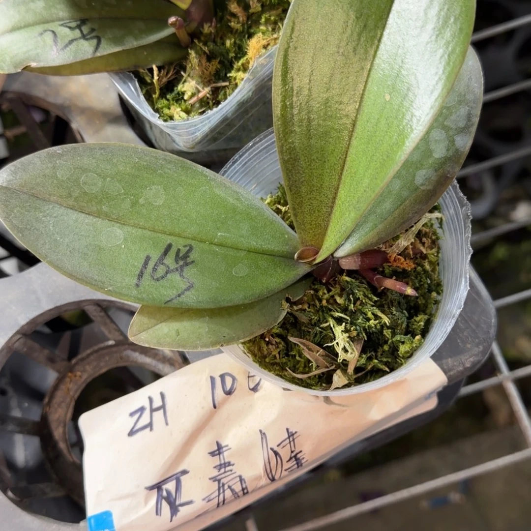 朵***拉无花朵16号巫毒娃娃