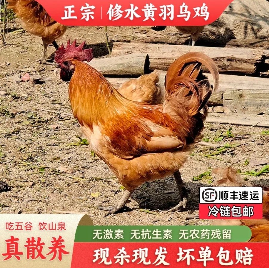 修水正宗黄羽乌鸡（母鸡、童子公鸡）顺丰包邮到家