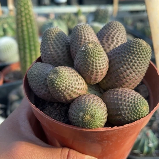 完全开放多头黑蝎子