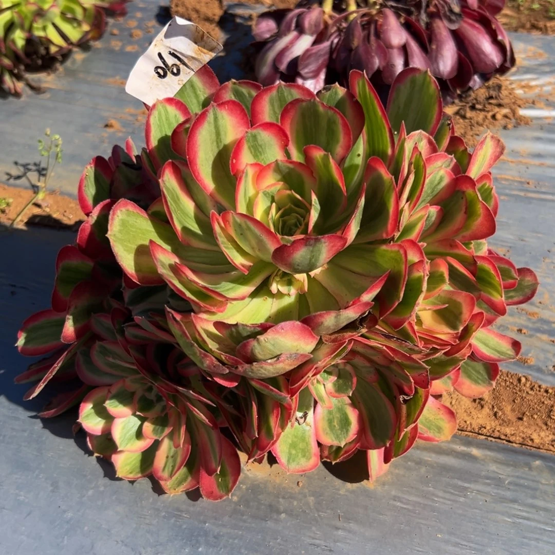 多肉植物061脱土后