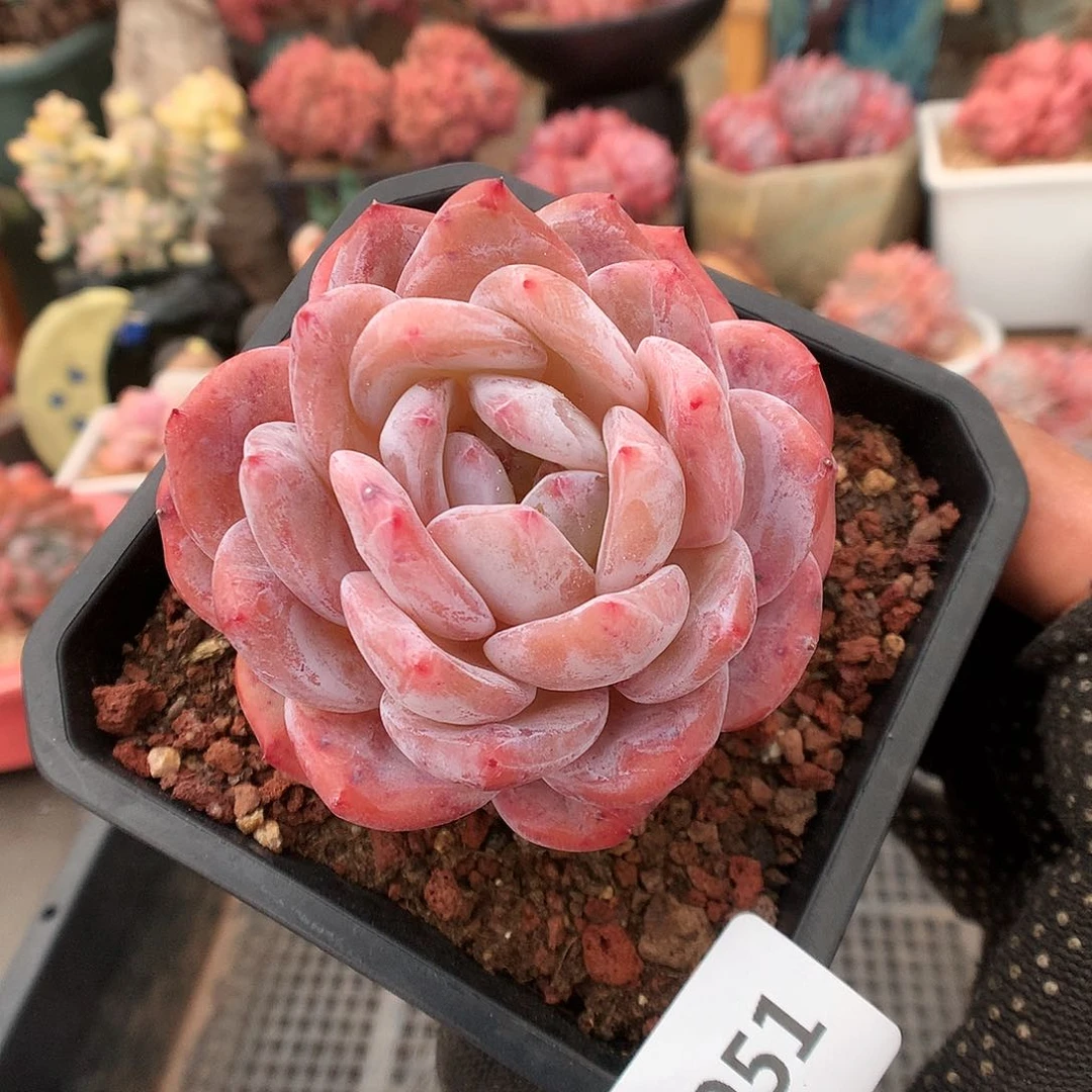 951冰橙多肉植物3333