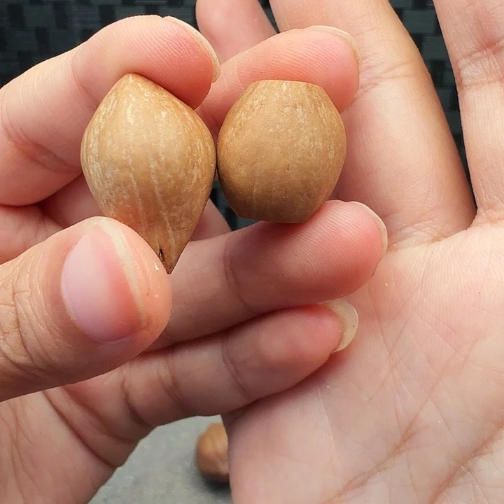 冰***橄榄核手串/手链橄榄