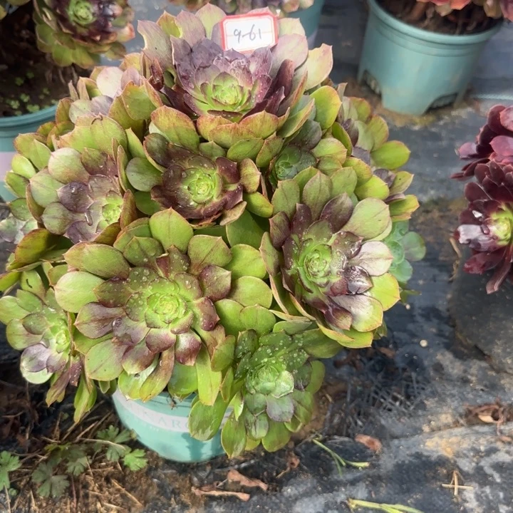 9-61黑魔多肉不包售后