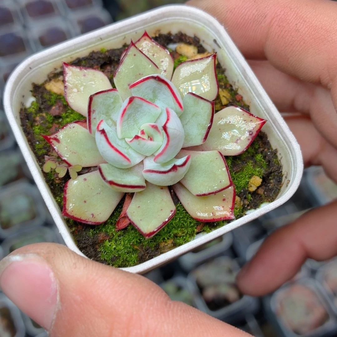 剑司诺娃多肉9.9包邮发货