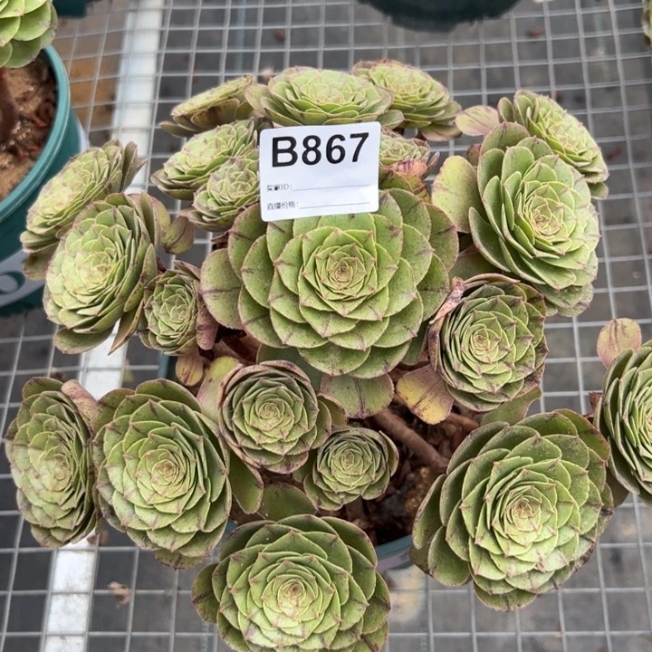 867万拉丝25厘米左右