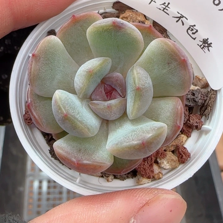 红色恋人0604-136