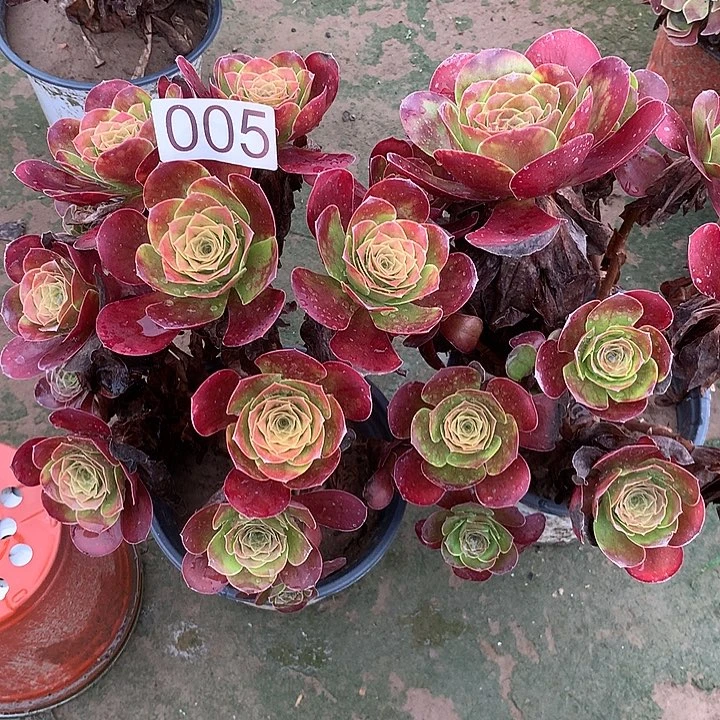 无花朵005两颗魅金玫瑰多肉