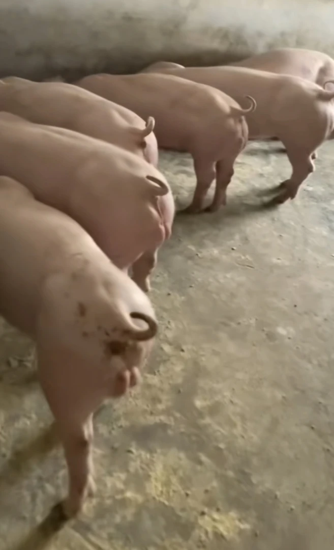 大白种公猪邮养猪场核心命脉