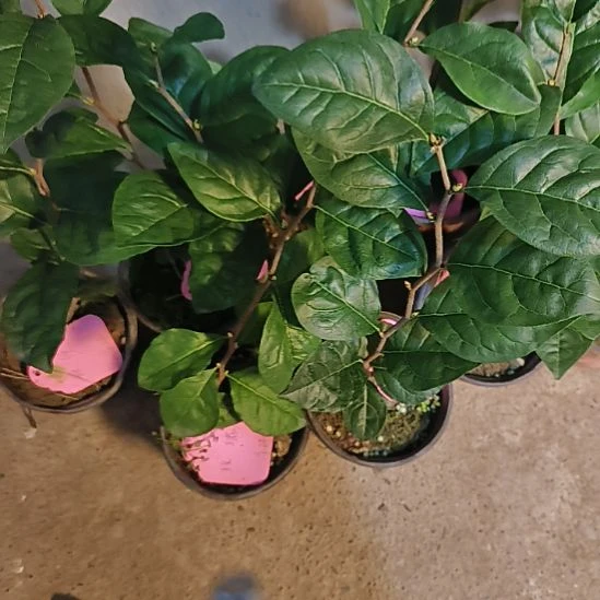 无花朵玫瑰带花苞嫁接