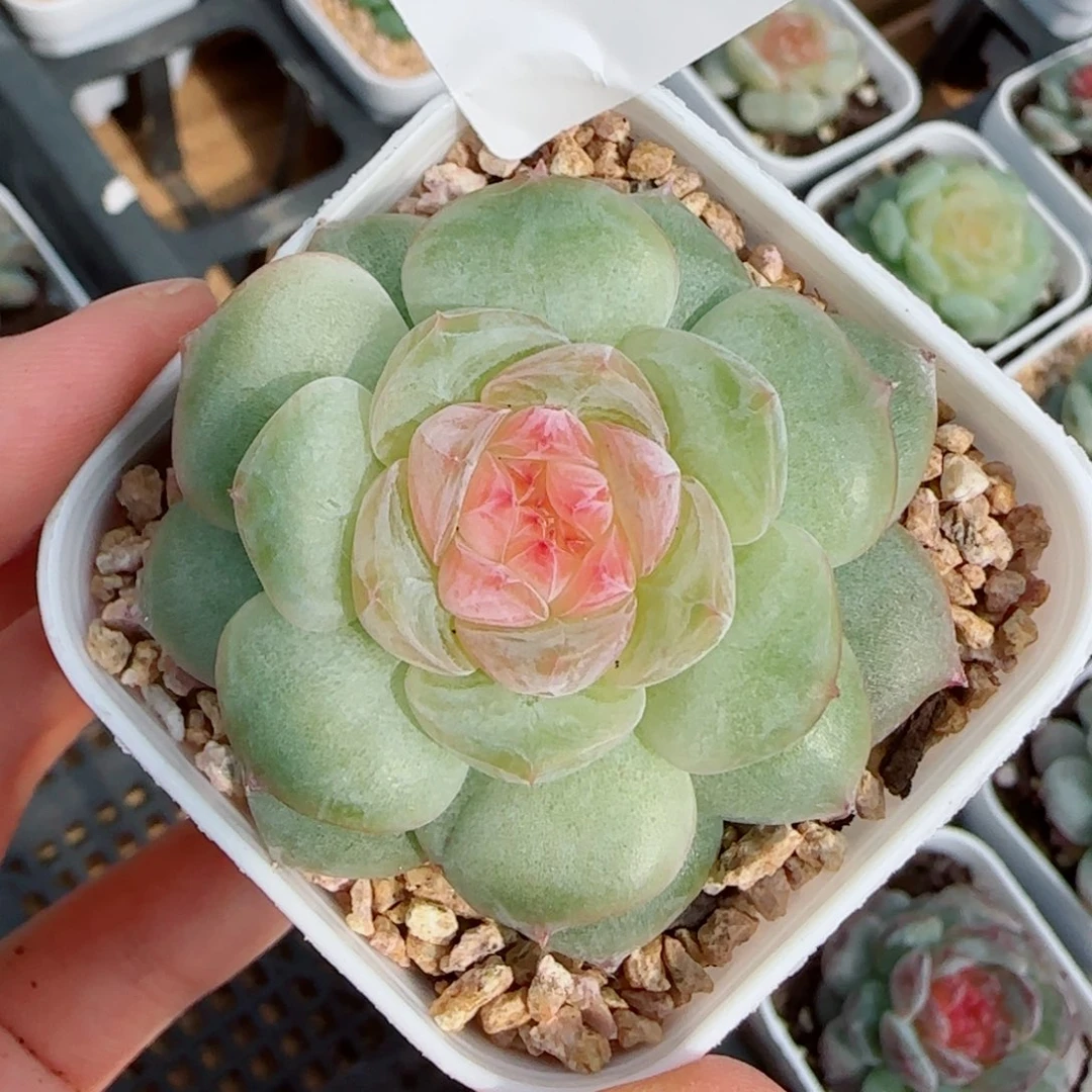 孤品珍妮，2374多肉植物