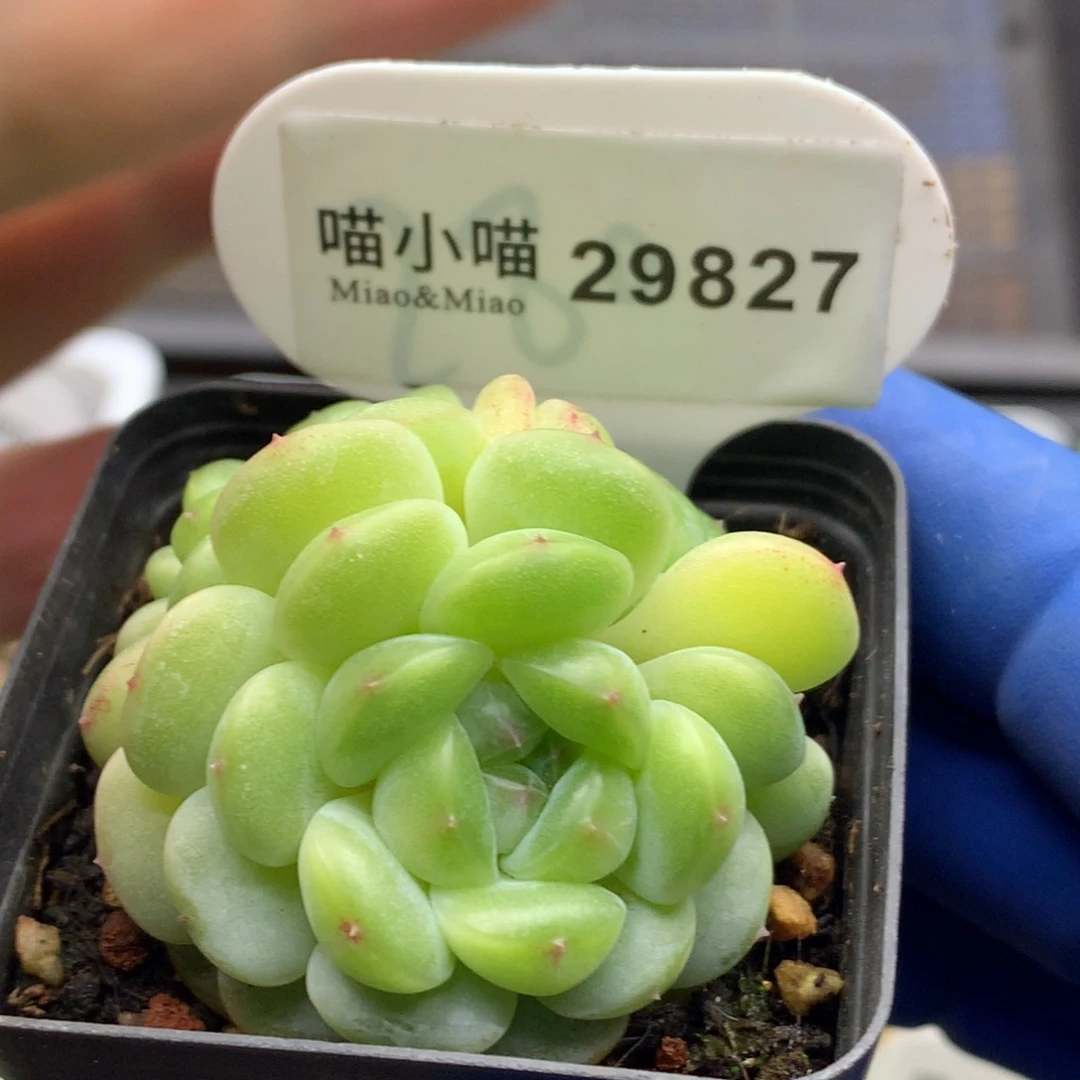 多肉植物杂交珍妮