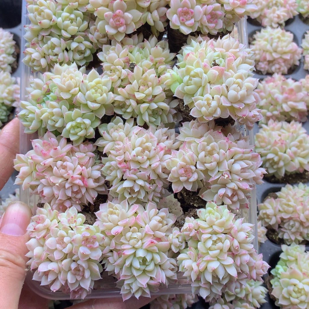 反反复复还是很开心033