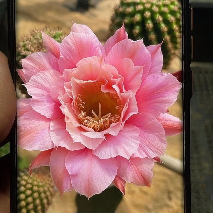 金妞 奈何侧芽 歪 满20包邮高 7公分