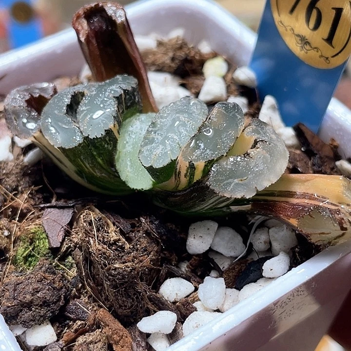 761虞姬錦一物一拍