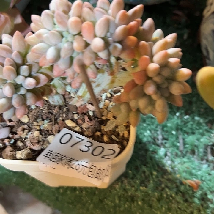 幸运的是我还没遇到幸运