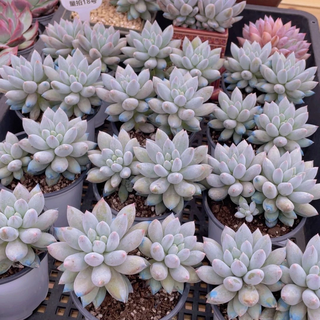 量拍18号 所罗门大双头一个