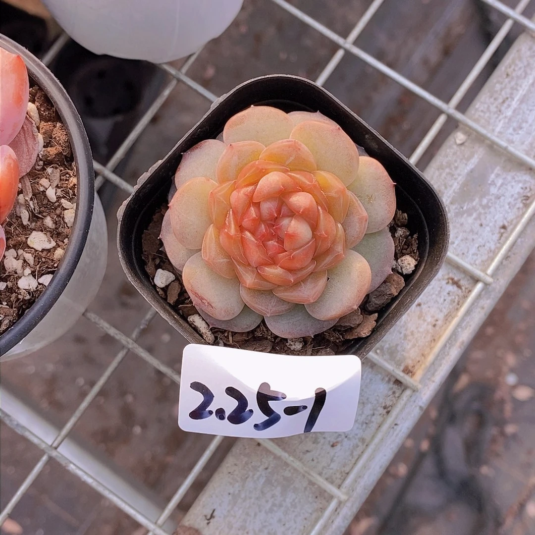 2.25-1-妃子笑精品单头一颗 一物一拍