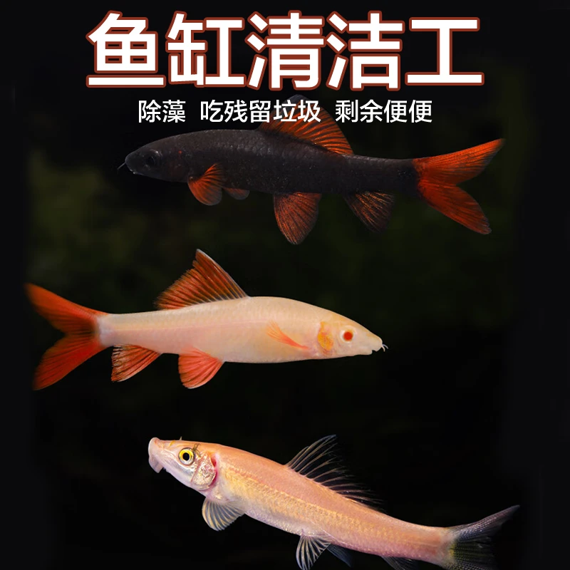【清洁鱼】金苔鼠除燥鱼观赏鱼淡水鱼吃鱼便残渣工具鱼