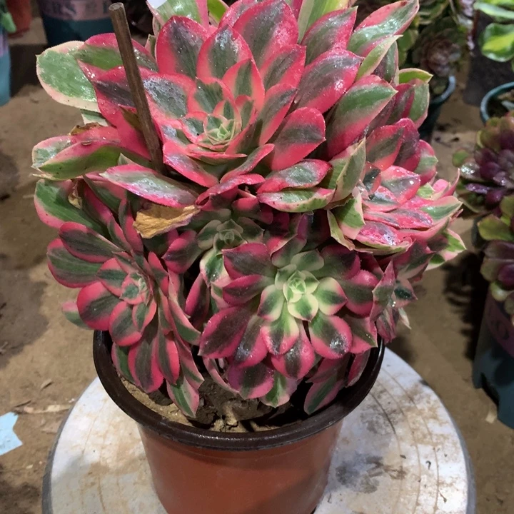 689女妖多肉植物特价